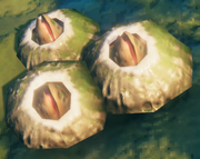 Abyssal barnacle *50