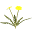 Dandelion *50
