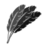 Feathers *50