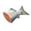 Raw fish *50