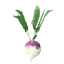 Turnip *50