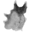 Wolf pelt *50