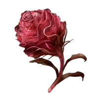 Scarlet Bud *999