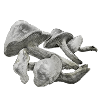 Whiteflesh Mushroom *999