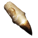 Alpha Mosasaur Tooth