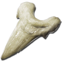 Megalodon Tooth