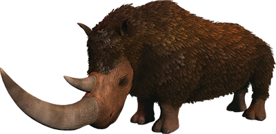 Woolly Rhino