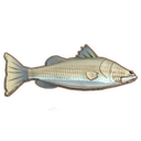Barramundi