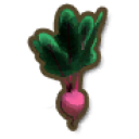 Beetroot