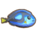 Blue Tang