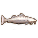 Boofhead Catfish