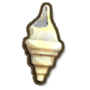 Buccinidae Shell