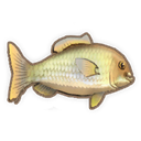 Carp