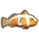 Clown Fish