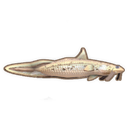 Eel Tailed Catfish