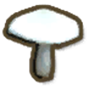 Field Mushroom