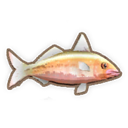 Goat Fish