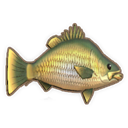 Golden Perch