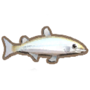 Grayling