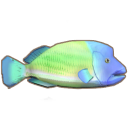 Humphead Wrasse