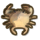 Inland Crab