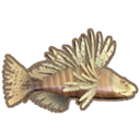Lionfish