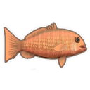 Mangrove Jack