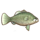Murray Cod