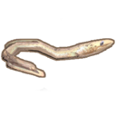 Short Finned Eel
