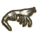 Tiger Prawn