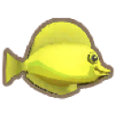 Yellow Tang