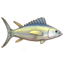 Yellowfin Tuna